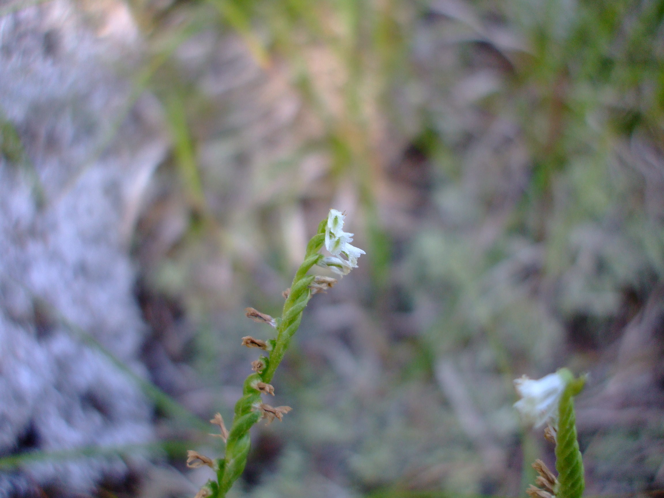 Spiranthes lacera